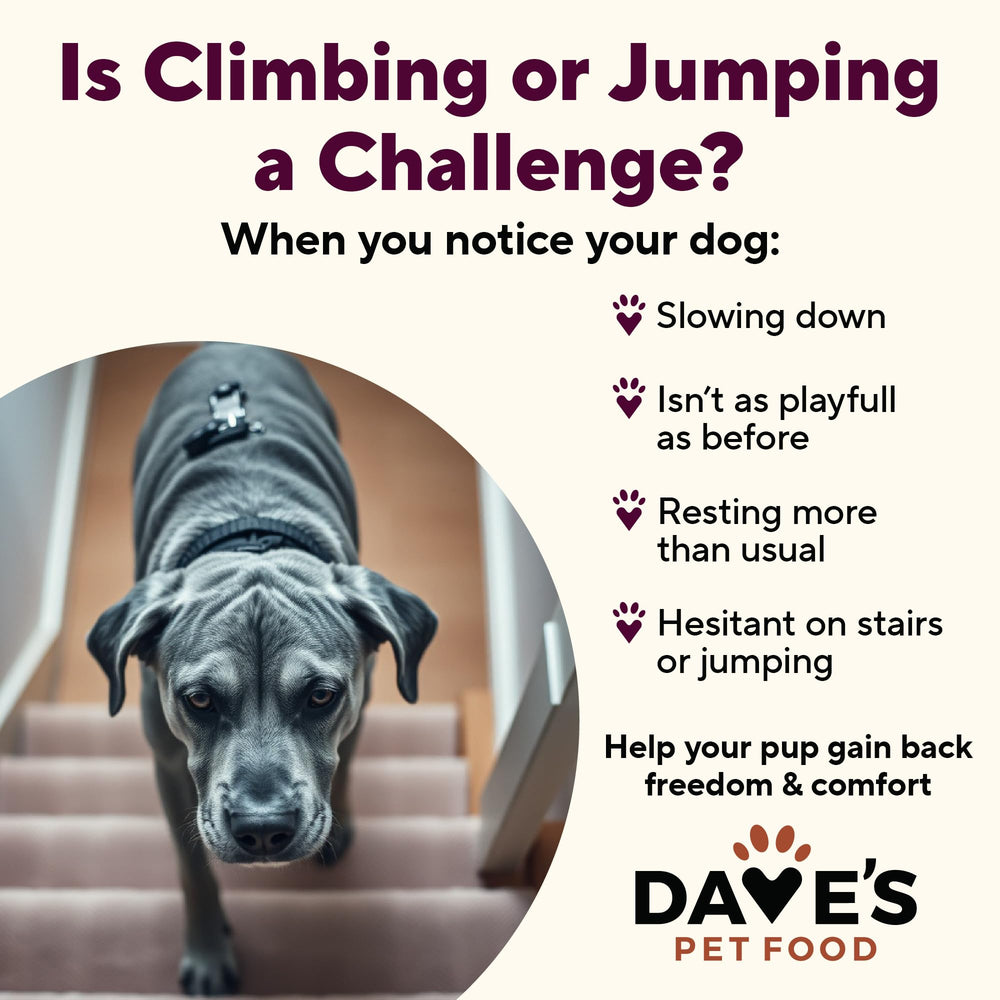 Dave's Pet Food gluten-free formula highlights clean ingredients and easy digestion.