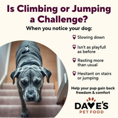 Dave's Pet Food gluten-free formula highlights clean ingredients and easy digestion.