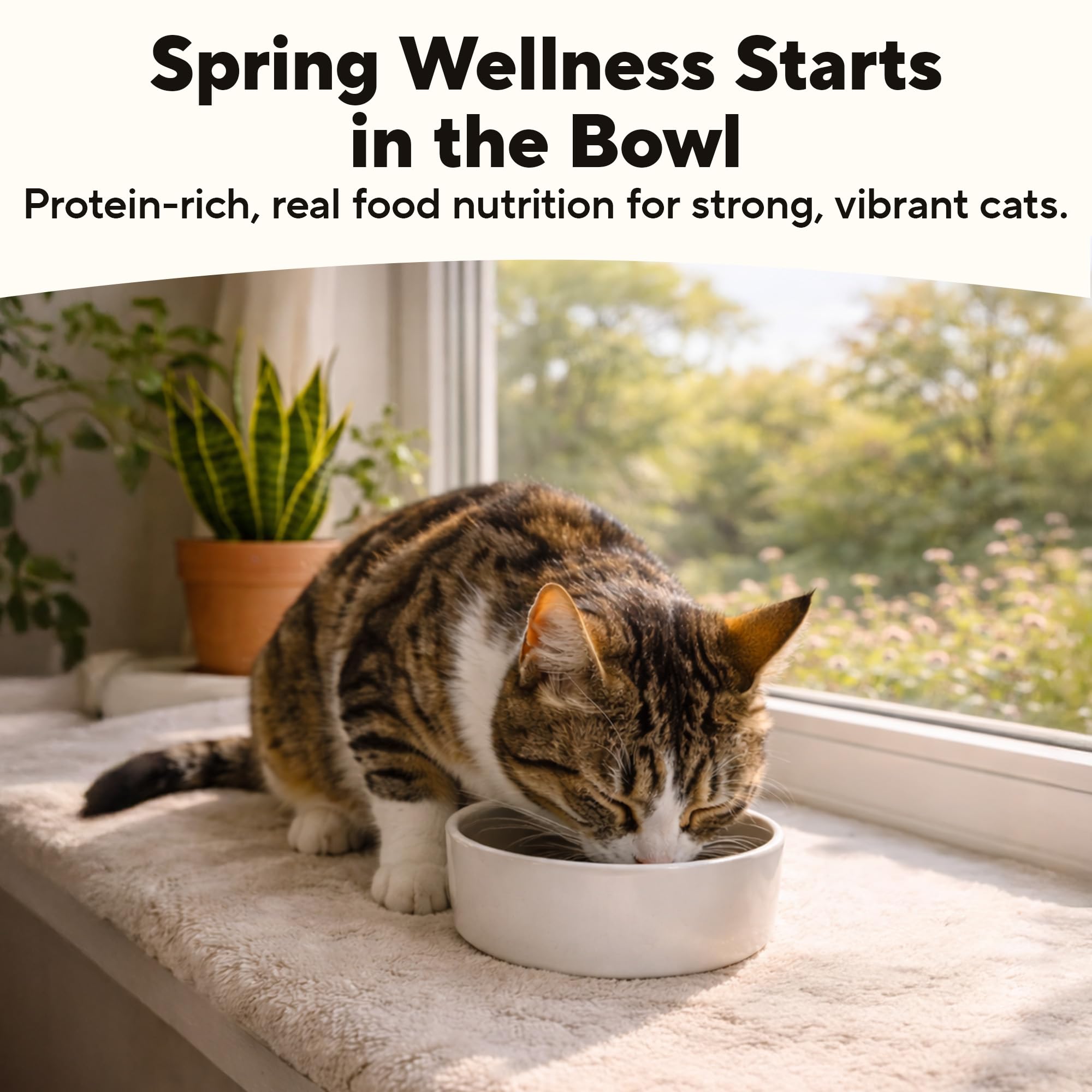Dave's Pet Food no-artificial-flavors badge emphasizes clean ingredients.