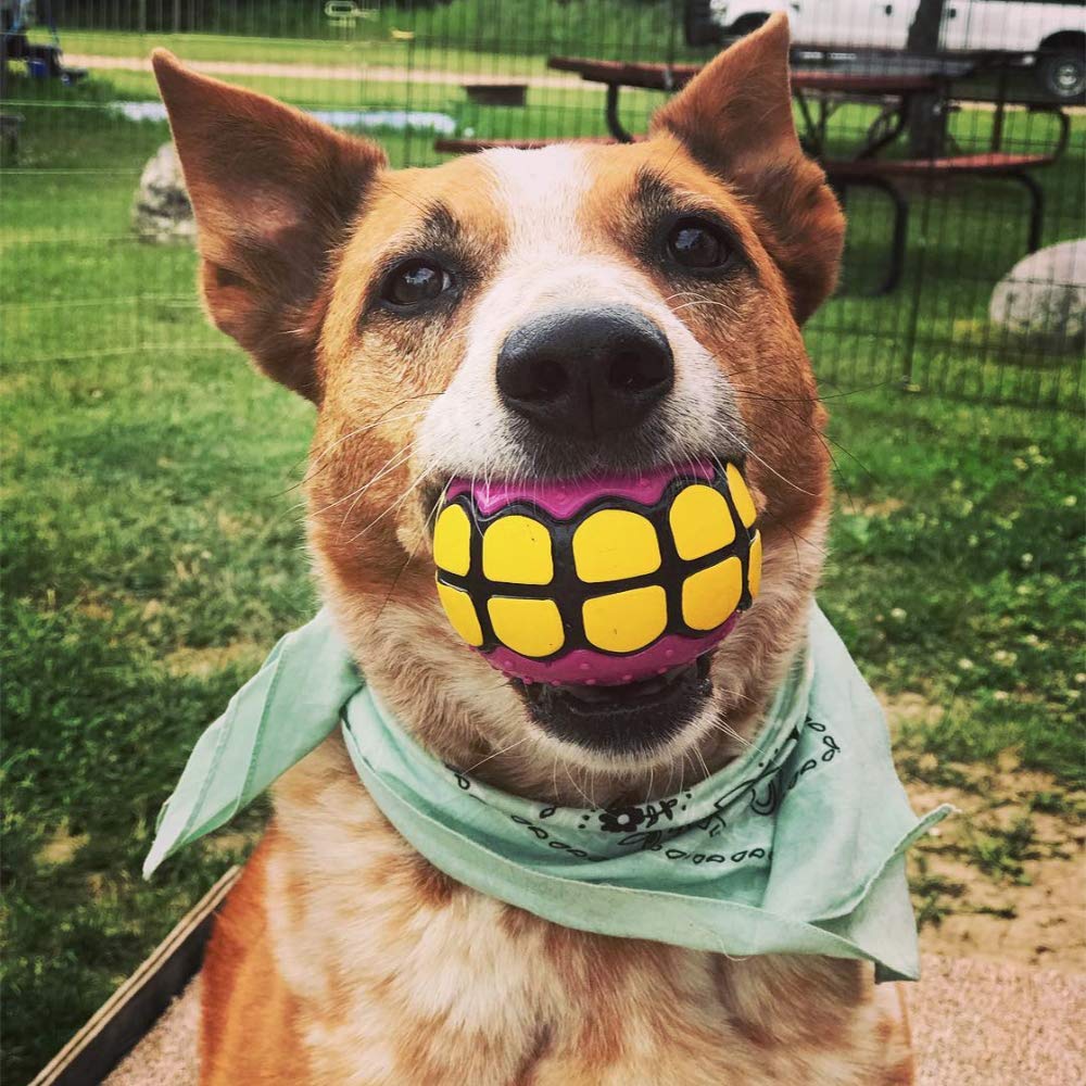 Dawg Grillz squeaky floating ball boosts water play and retrieval