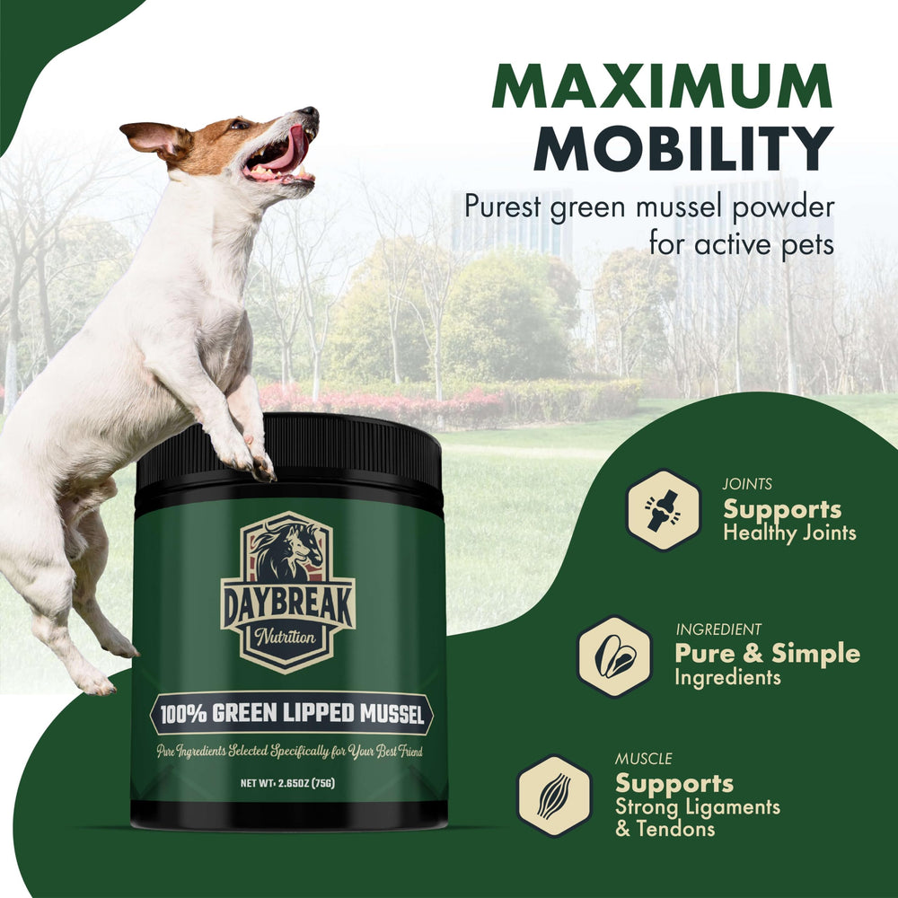 Daybreak mussel powder on dog bowl for easy daily joint care
