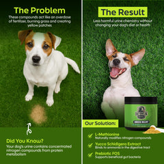 Green Relief powder being measured into dog food for daily dosing
