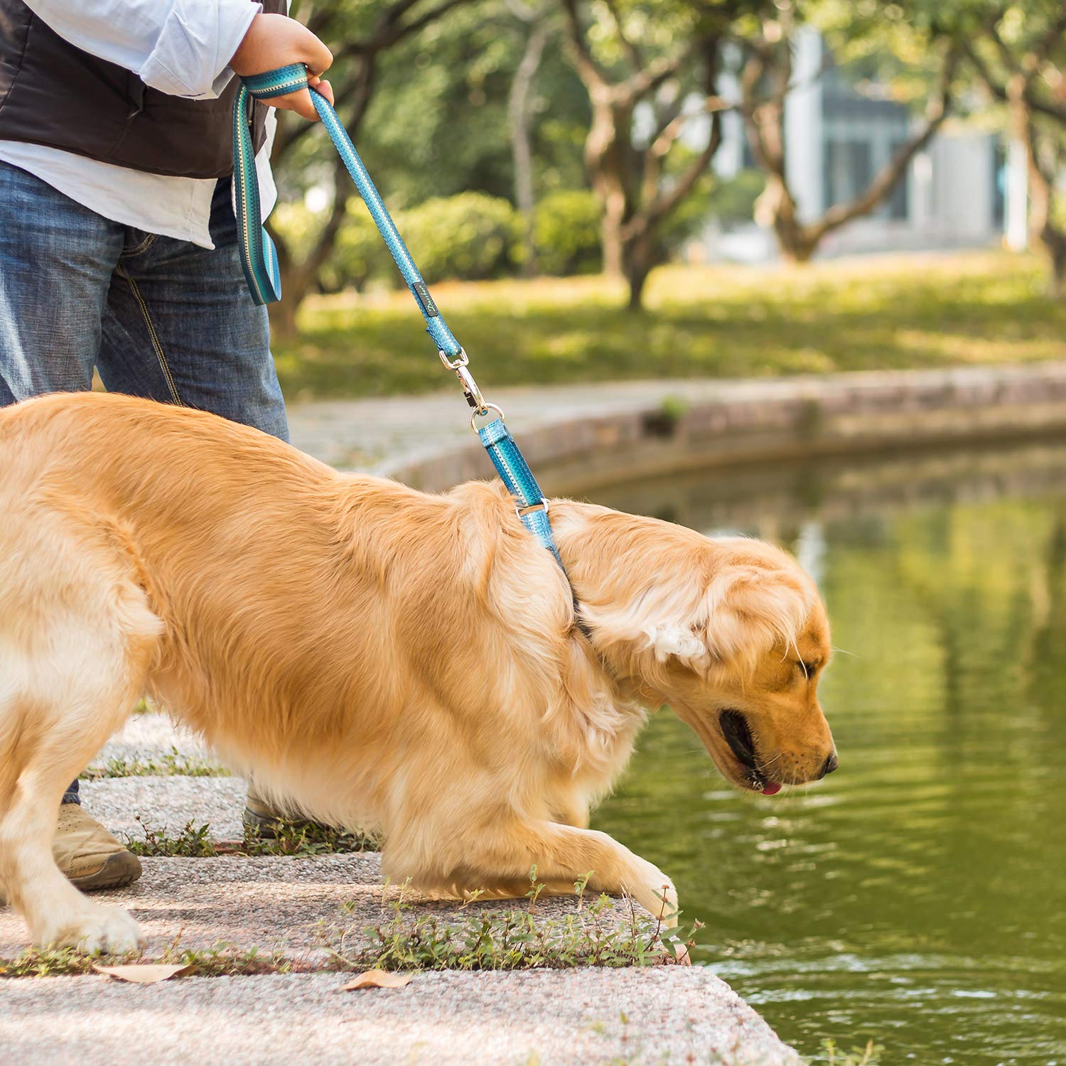 Dazzber puppy-training collar supports gradual behavior shaping.
