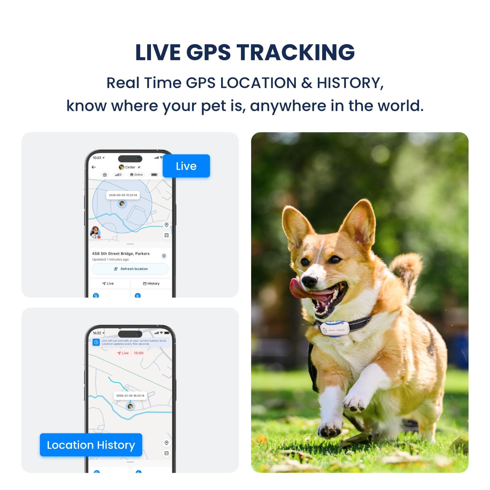 DBDD health dashboard with AI insights for personalized pet care planning.