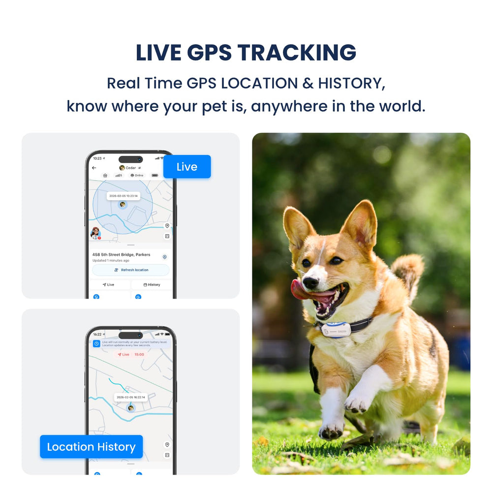 DBDD health dashboard with AI insights for personalized pet care planning.