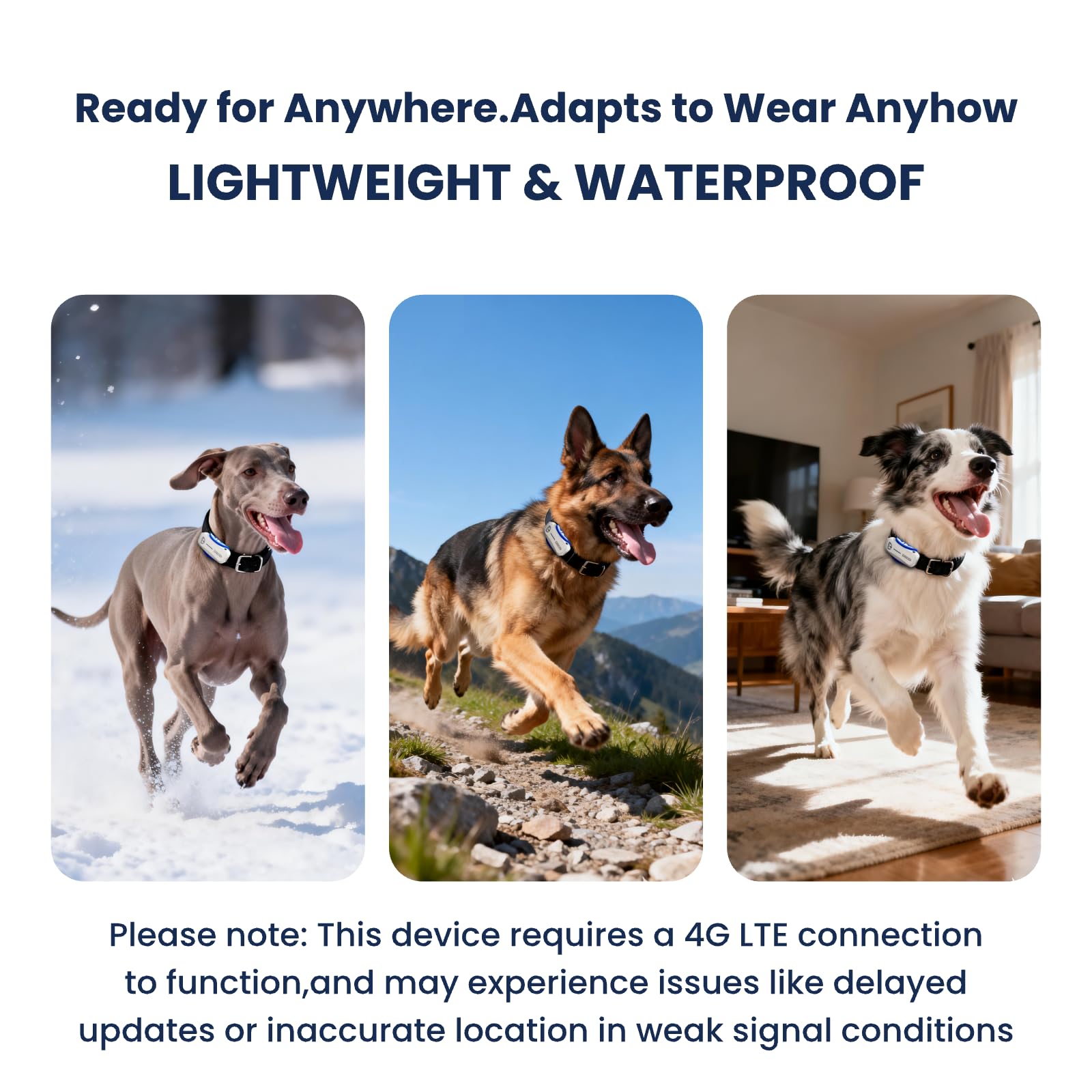 DBDD white design tracker is lightweight and comfortable for dogs 30lbs+.