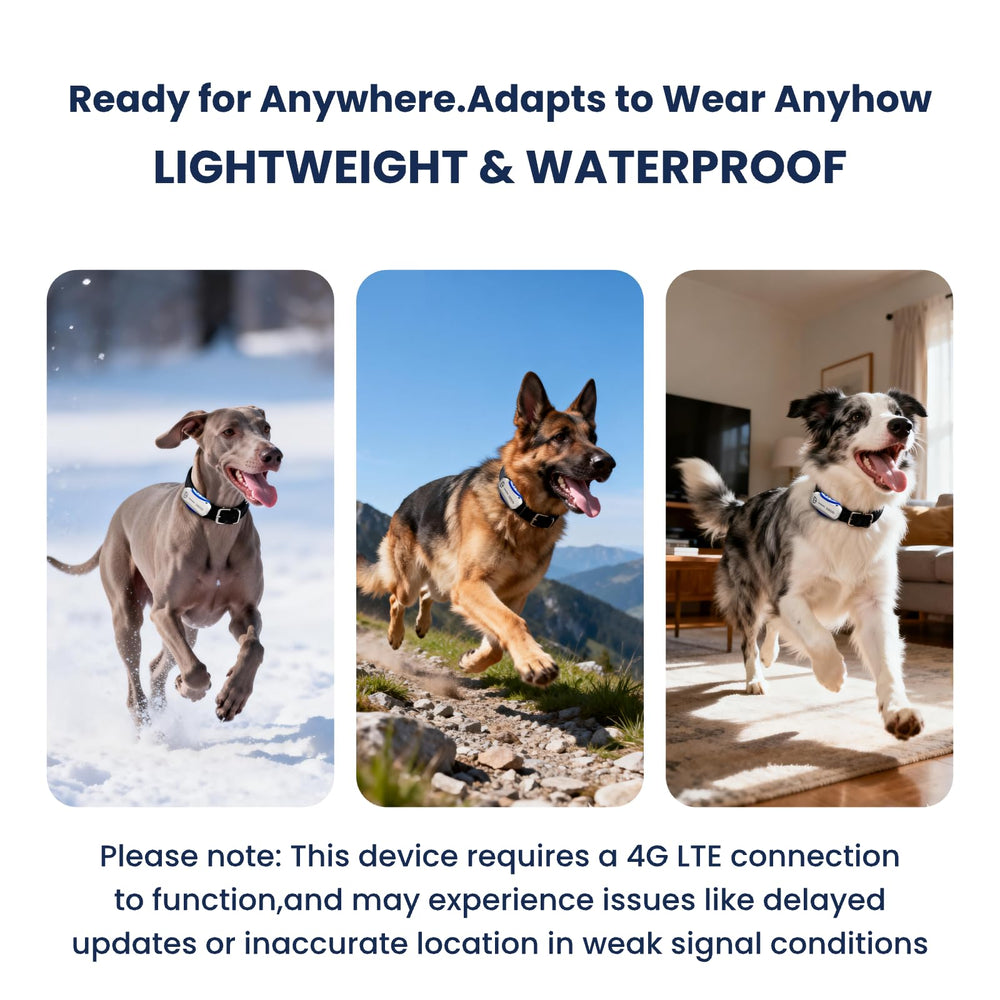 DBDD white design tracker is lightweight and comfortable for dogs 30lbs+.