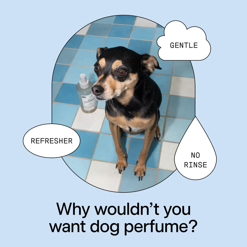 DedCool 01 Taunt in-room freshness ideal for homes with multiple pets