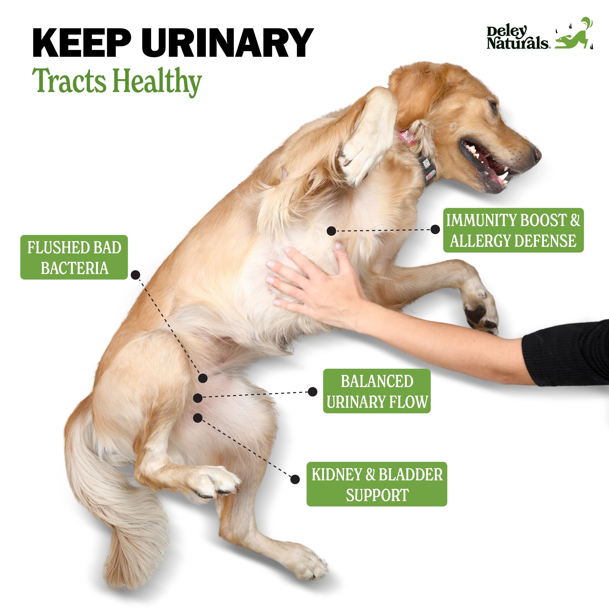 Deley Naturals Dog UTI Chews Echinacea Licorice label shows vet-grade herbal blend.