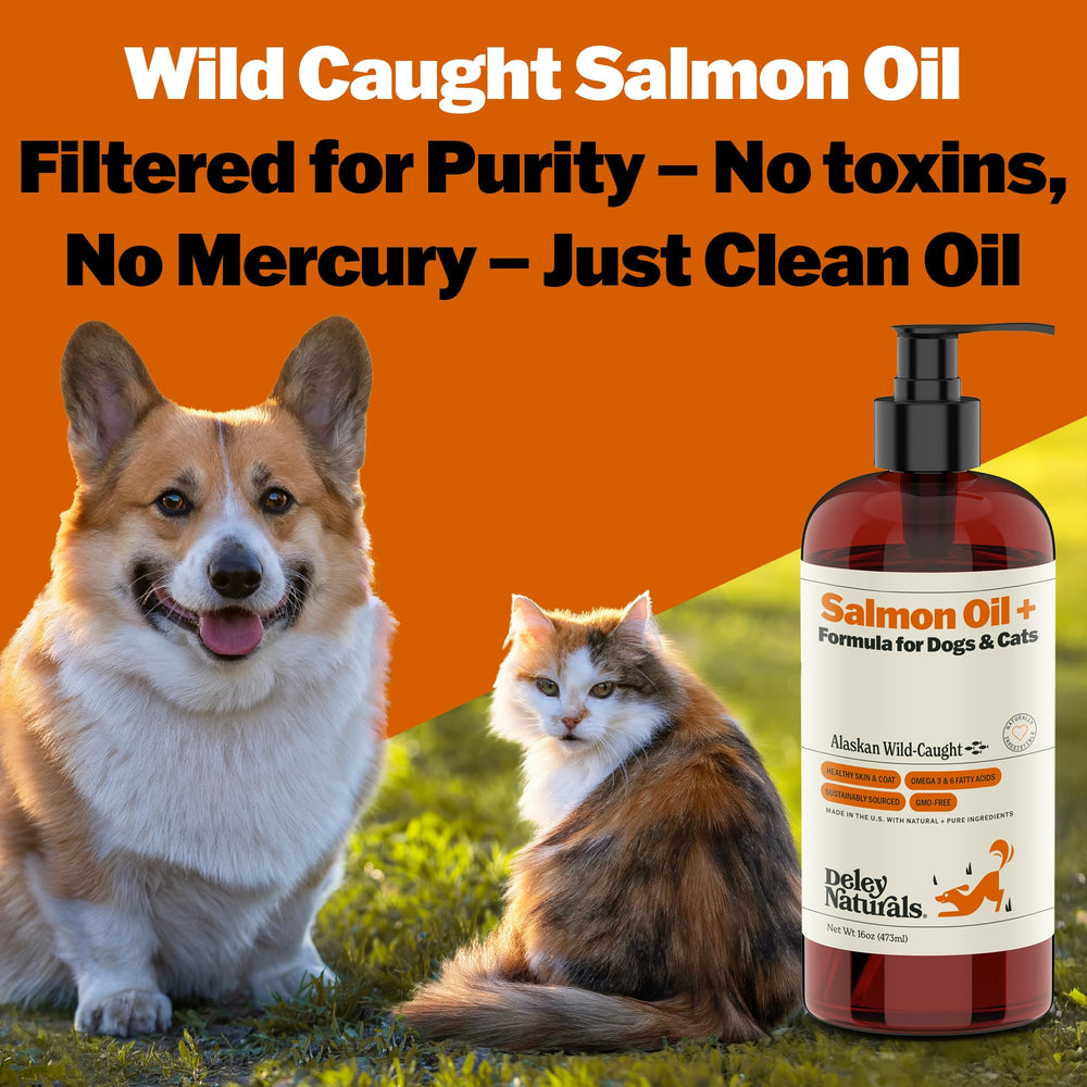 Cat coat gloss after addition to food with Deley Naturals salmon oil