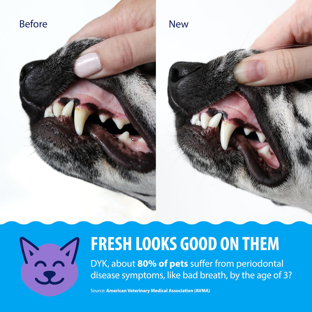 Dental Fresh bottle being poured into the pet water bowl.
