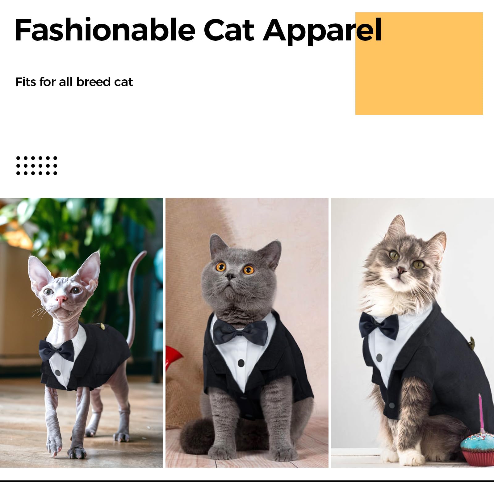 DENTRUN outfit on cat during photoshoot for portraits