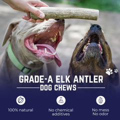 Devil Dog Elk Antler Monster 9-inch edge-sanded for safer chewing.