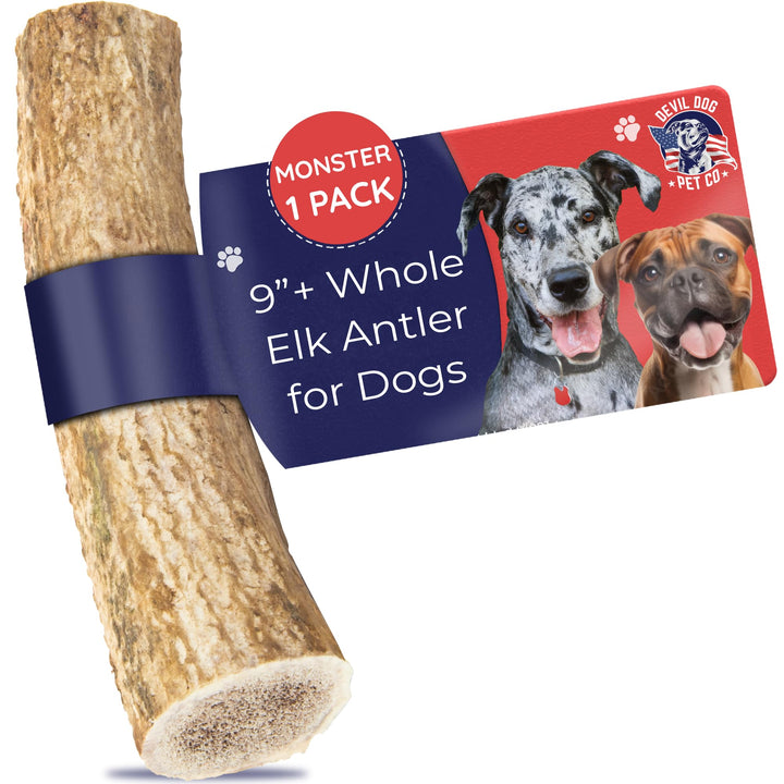Devil Dog Elk Antler Monster 9-inch chew for durable, long-lasting sessions.