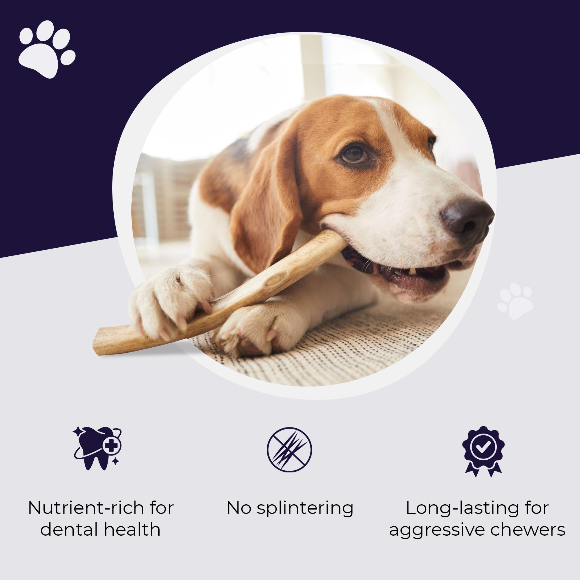 Devil Dog Elk Antler no splinters for worry-free chewing