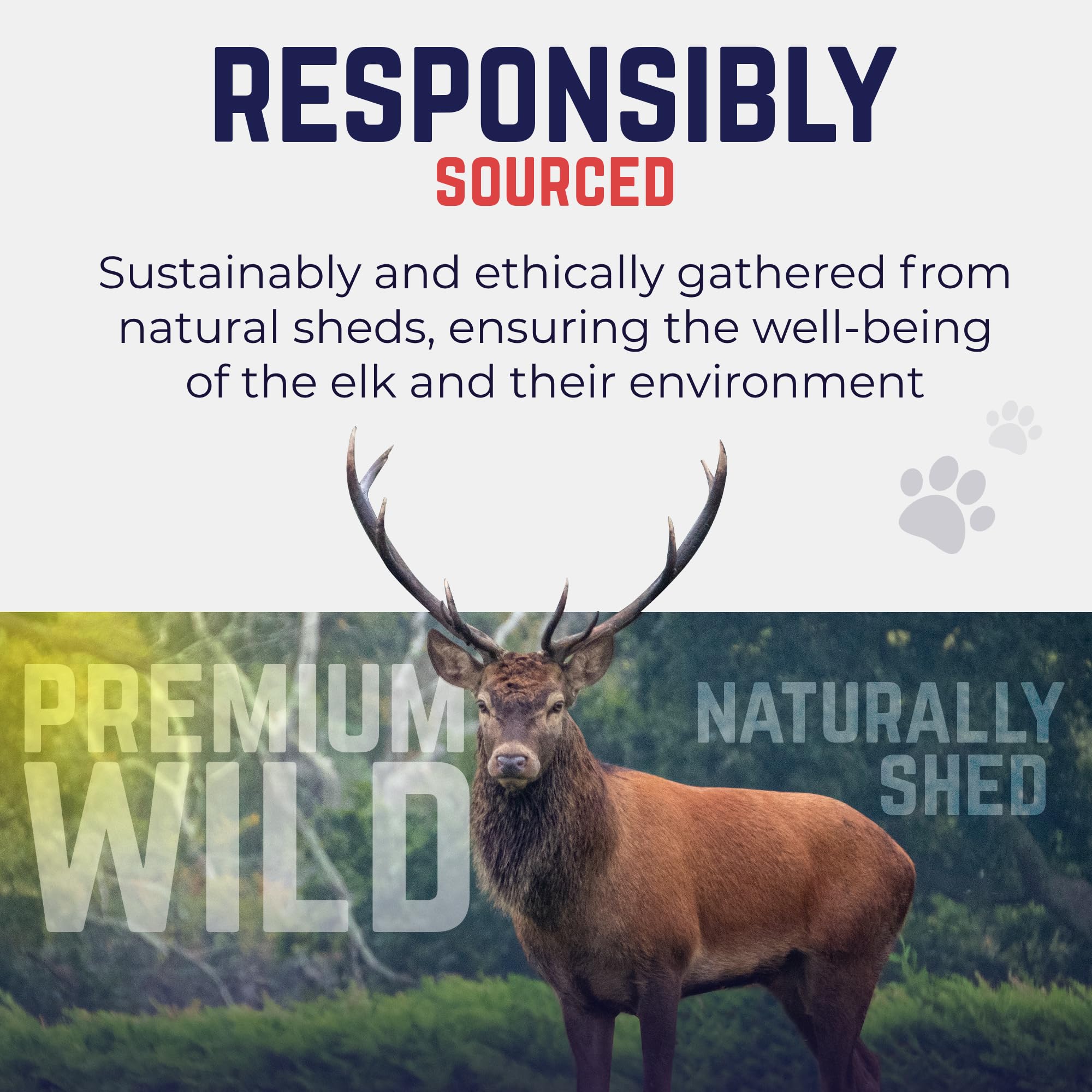 Devil Dog Elk Antler No Splinters: natural shedding and sanded edges for safety.