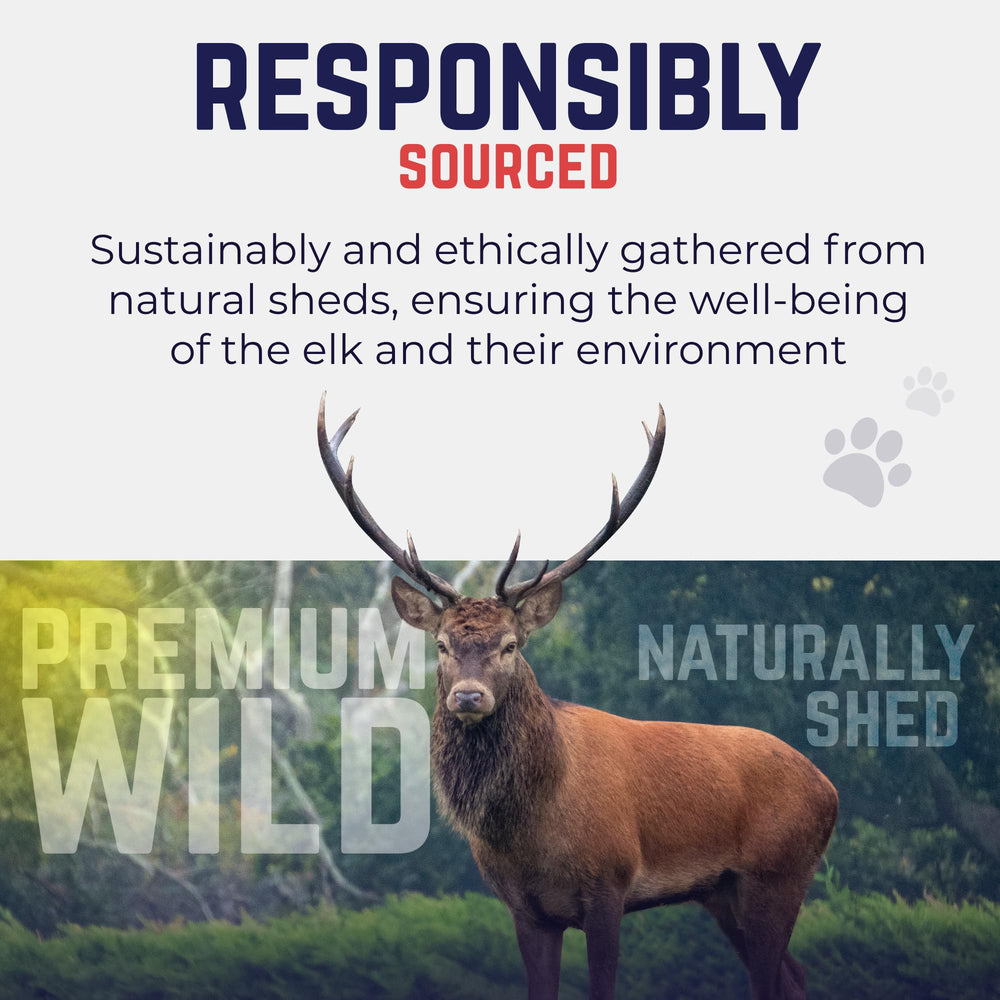 USA-sourced Devil Dog Elk Antler in processing.