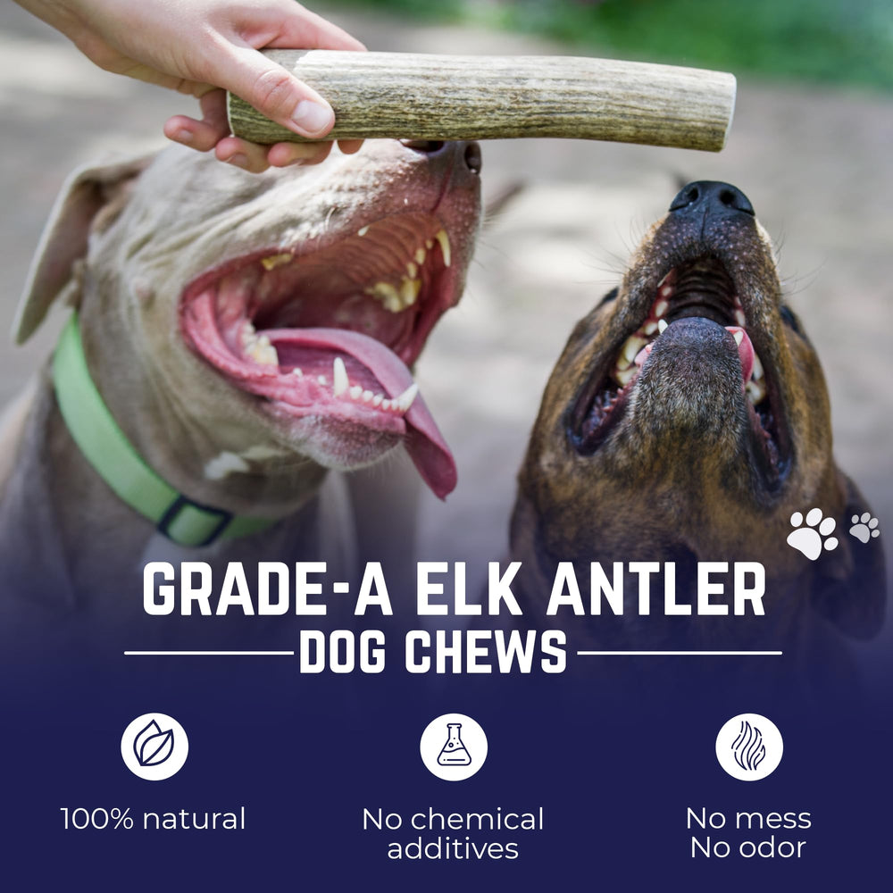 Devil Dog Elk Antler XL Dog Chew supports focused chewing during playtime.