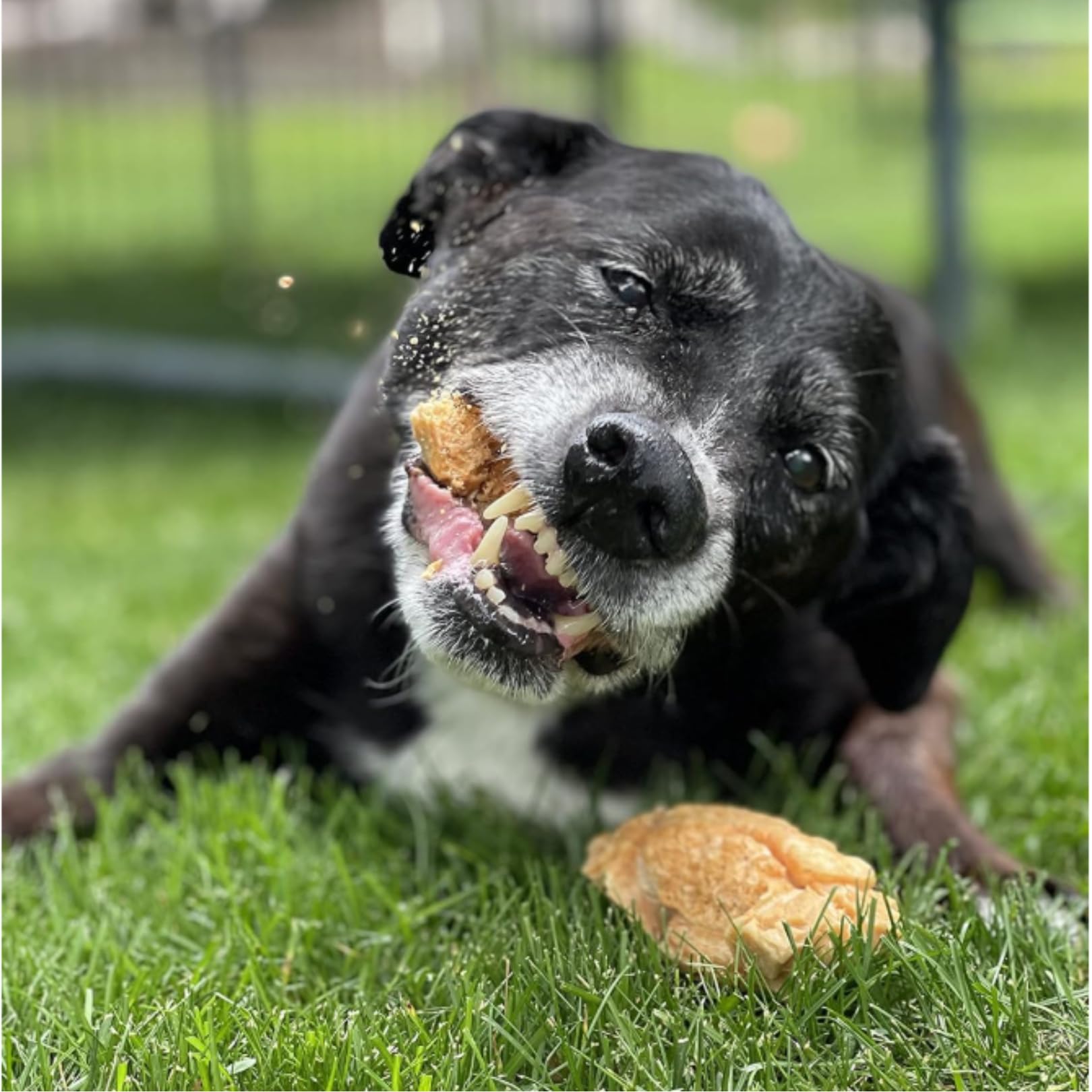Devil Dog Pet Co yak cheese puffs safe for all breeds and life stages.