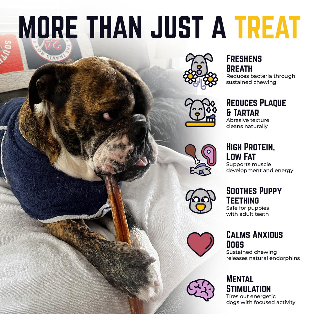 Devil Dog Beef Pizzle Chews 12-inch extra-thick provide durable long-lasting entertainment.