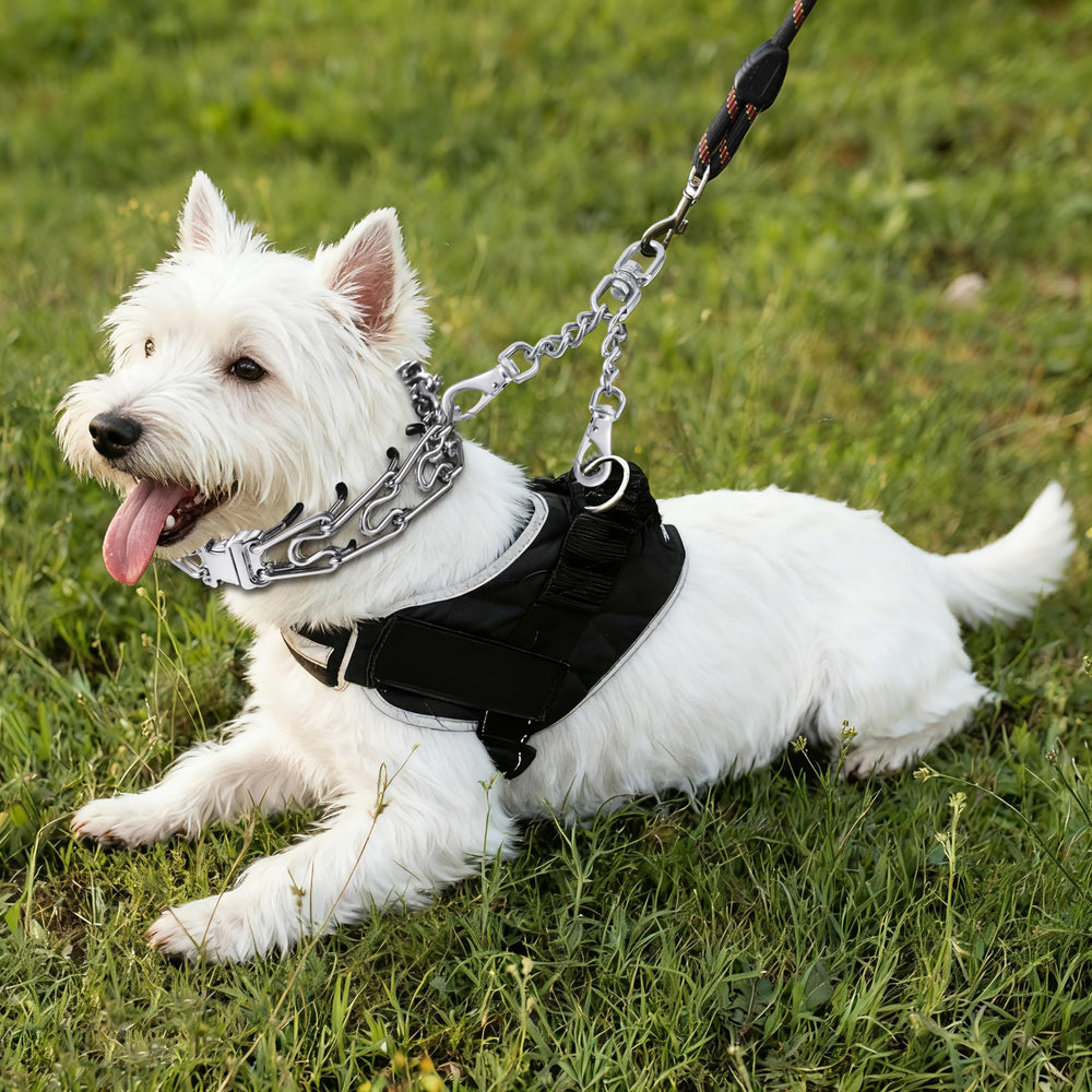DEYACE escape-prevention walk highlights enhanced security during daily strolls