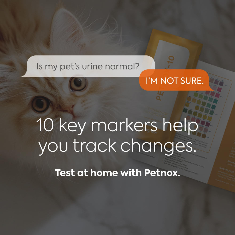 PETNOX test-strip close-up shows ready panels for accurate at-home checks