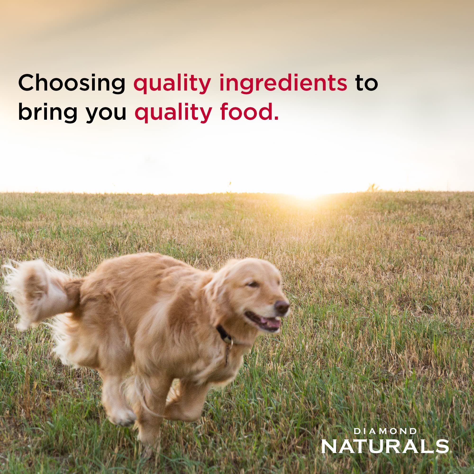 Diamond Naturals dog enjoying meal from bowl showcases palatability