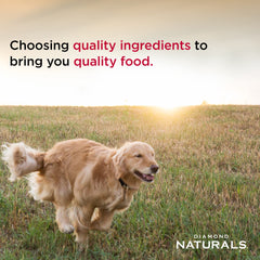 Diamond Naturals small breed lamb and rice probiotics for digestion and immune support.