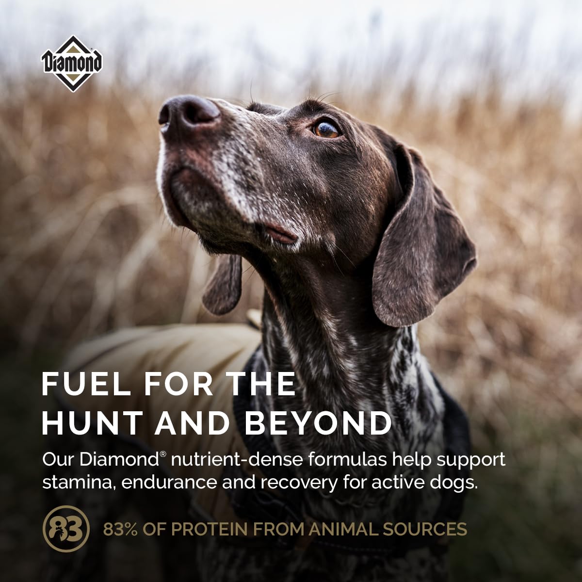 Diamond Performance DHA to support brain and vision development in dogs.