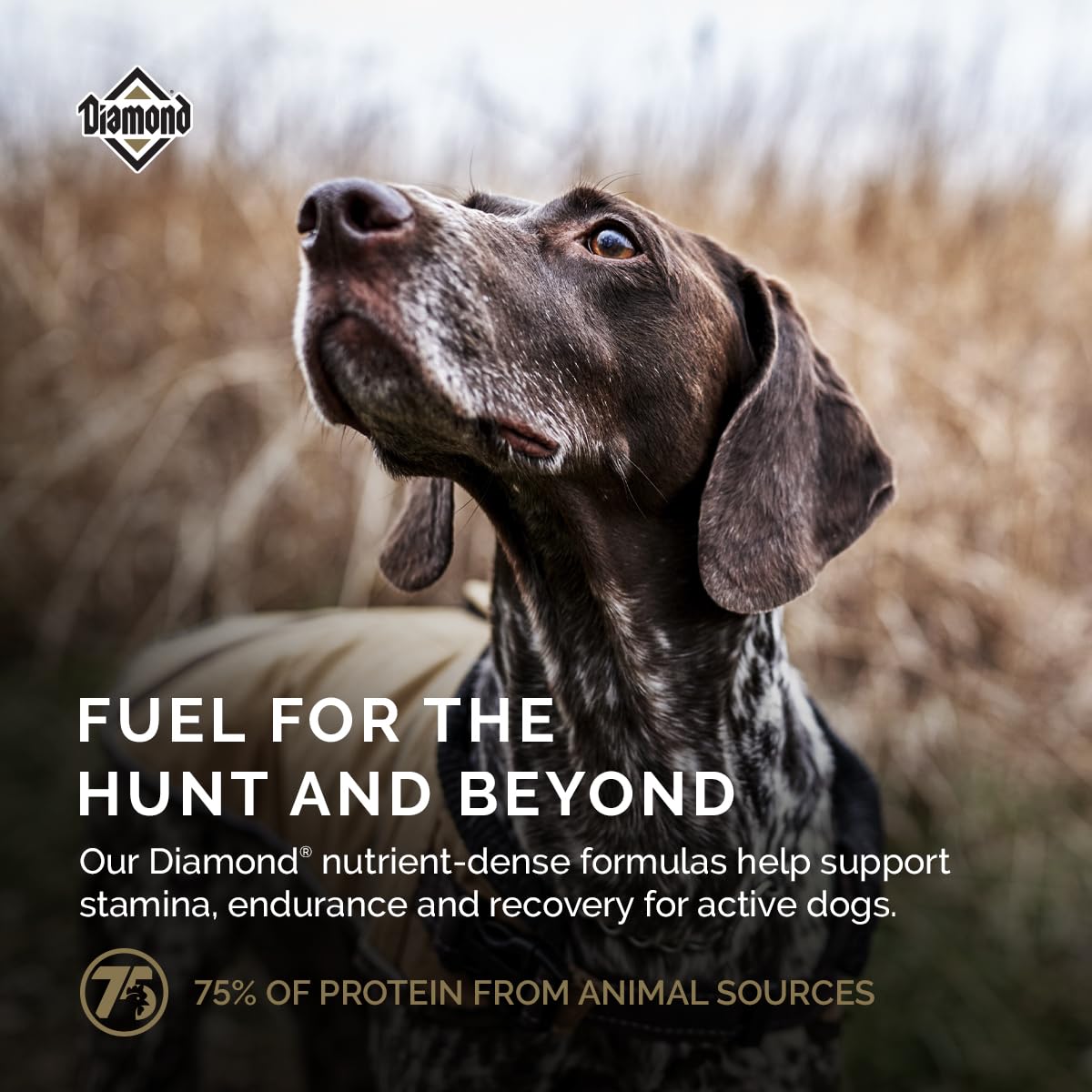 Omega fatty acids supporting coat health in Diamond Premium