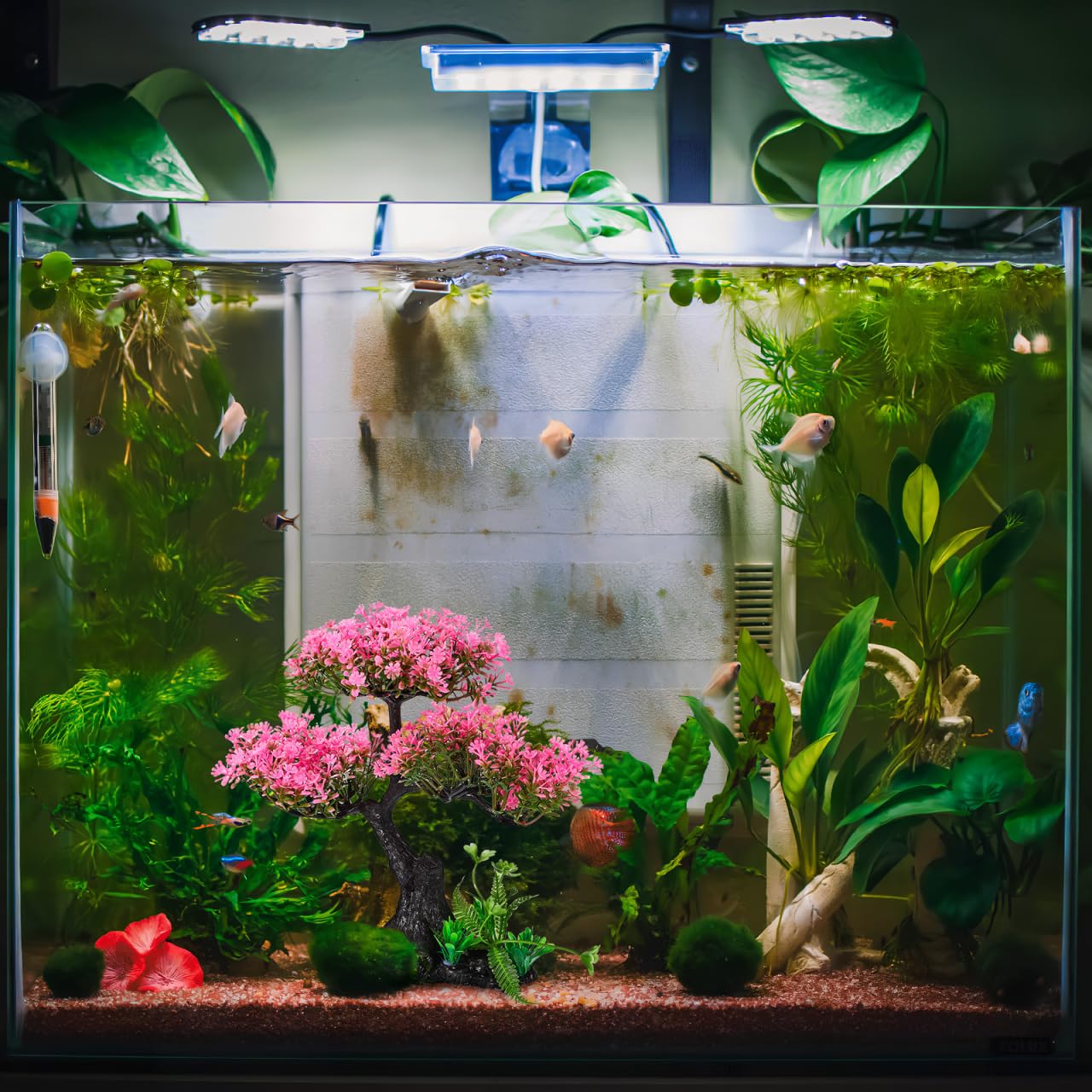 Didiseaon decor fits 10-55 gallon tanks for vertical interest without crowding.