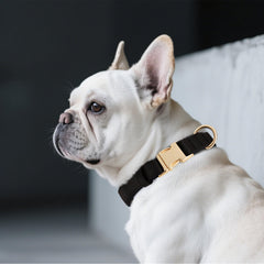Didog breathable inner lining collar keeps your dog cool