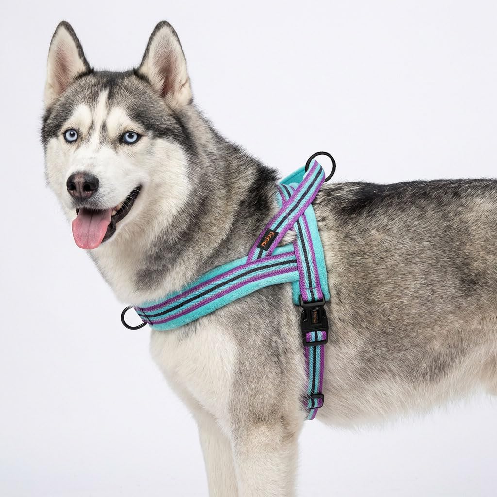 Didog harness ready for training walks with front-attachment control.