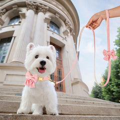 Didog leash-bowtie-pink complements coordinated walks with secure control.