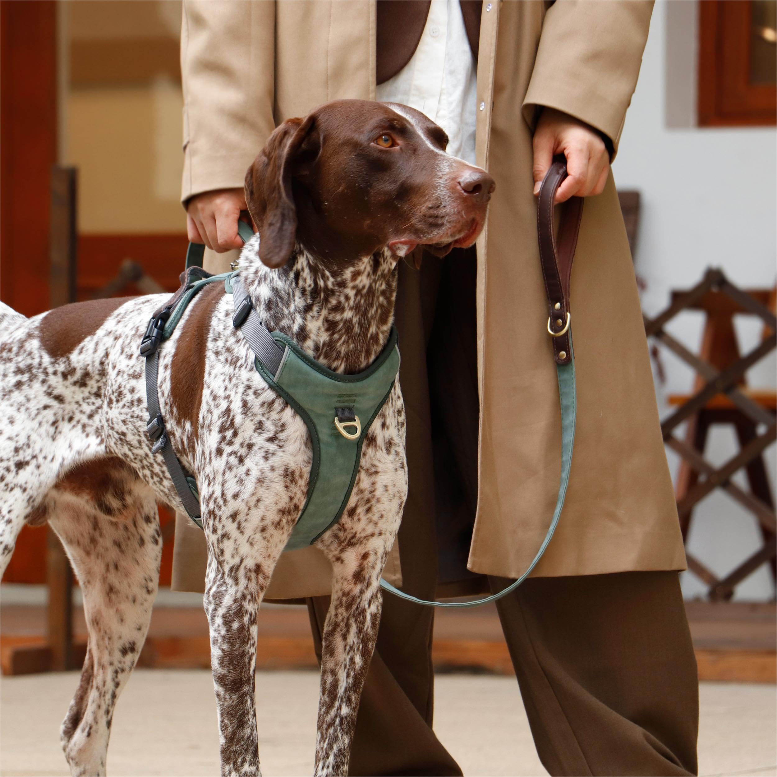 Didog no-pull back-clip harness in green for calmer walks.