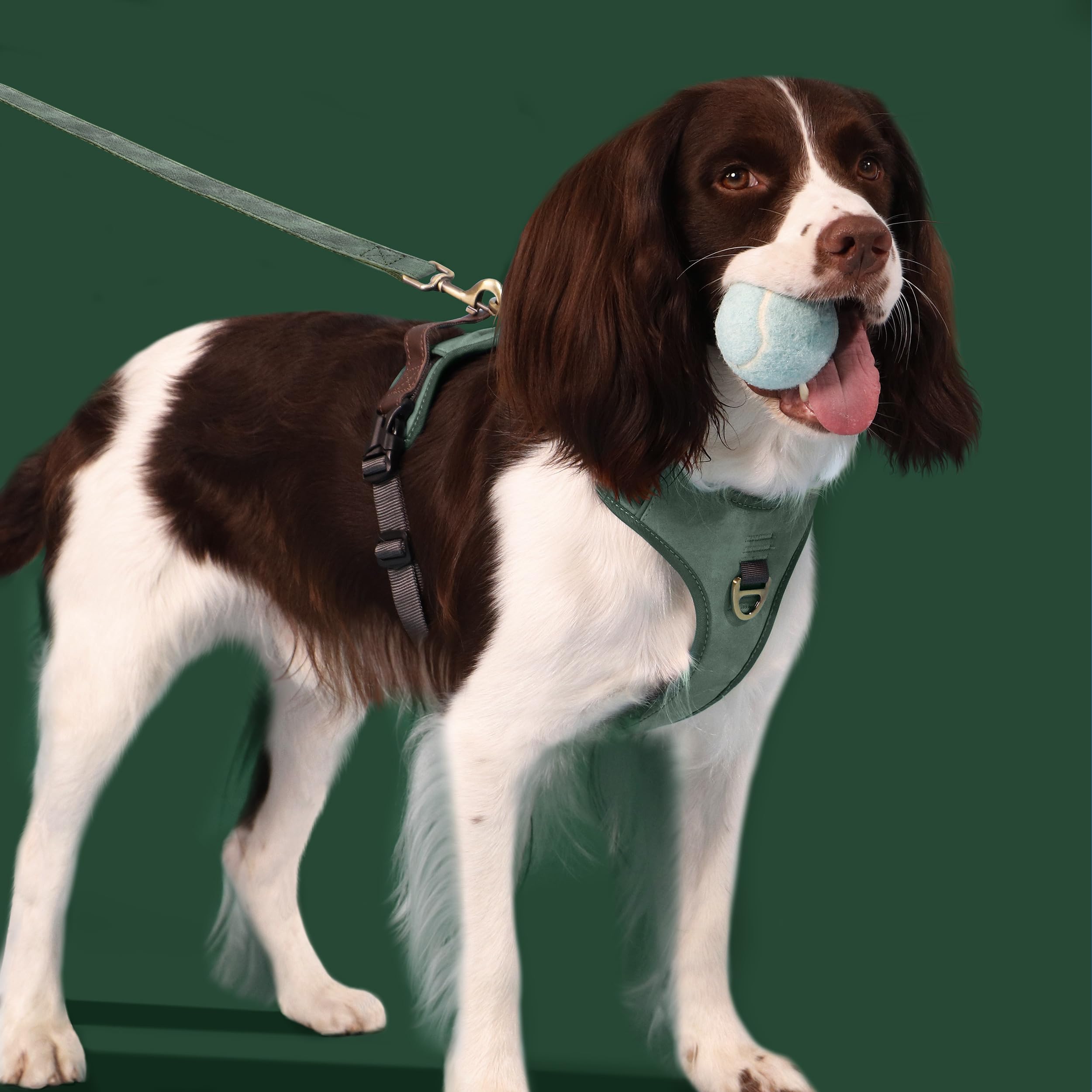 Didog No Pull Harness with back clip in green supports calm, comfortable strolls.