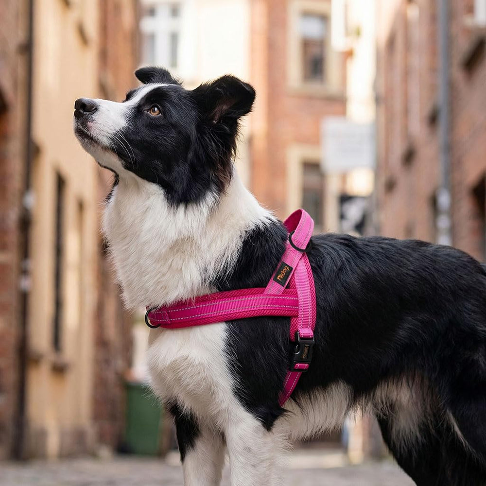 Didog No Pull Harness shows reflective strips for safe evening strolls.