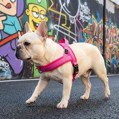 Didog One-Buckle Quick Fit harness enables fast, secure fitting.