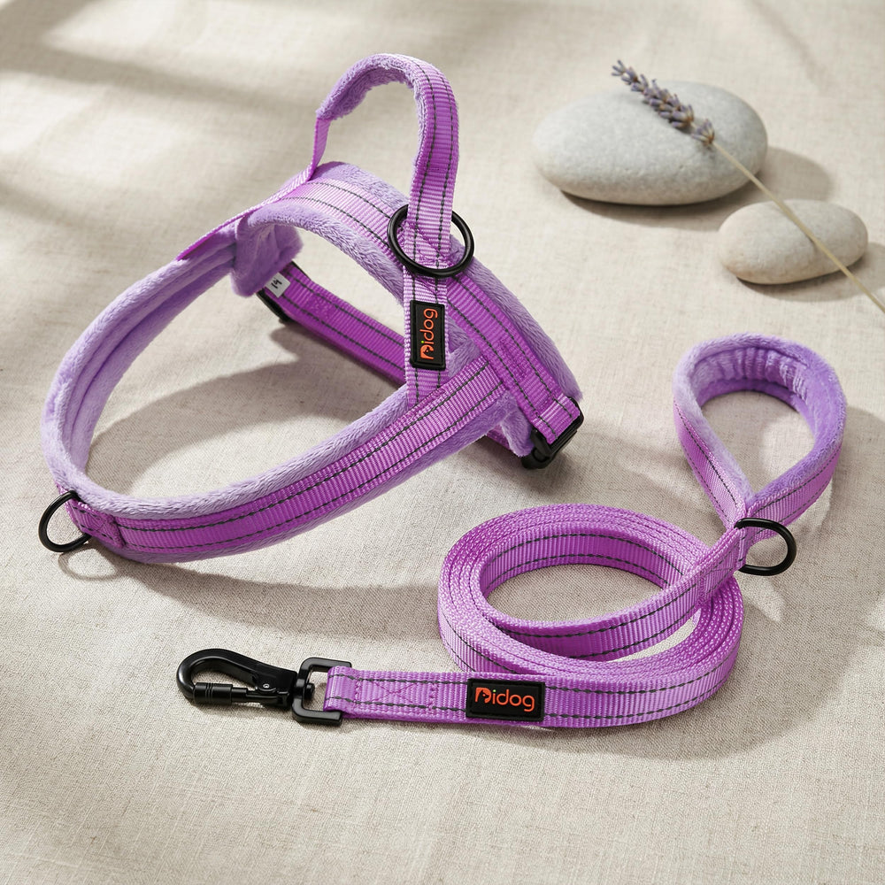 Didog purple harness adds visibility and style during walks.
