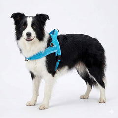 Didog harness side view highlighting slim profile and easy wear