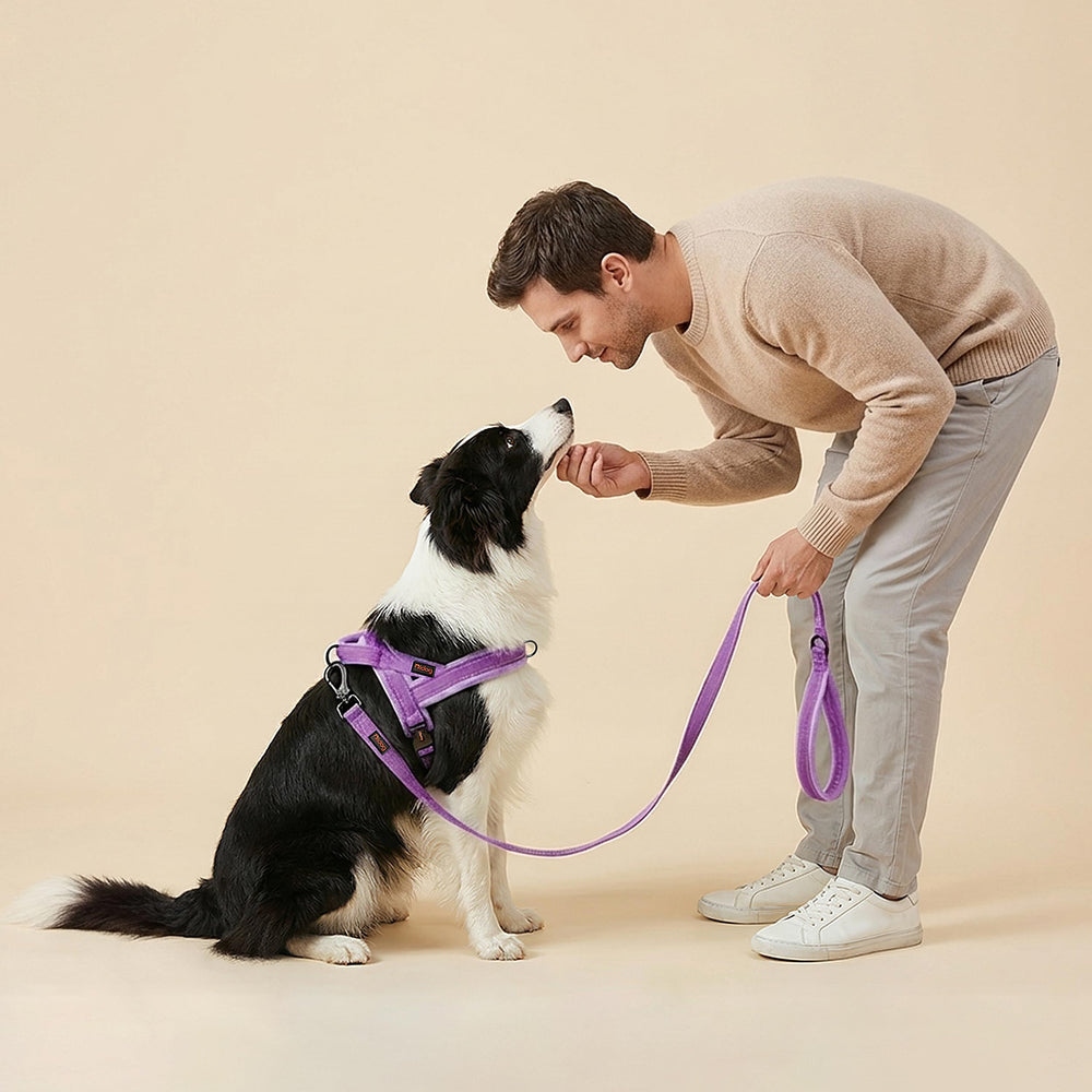 Didog purple vest harness adds style and safety to walks.