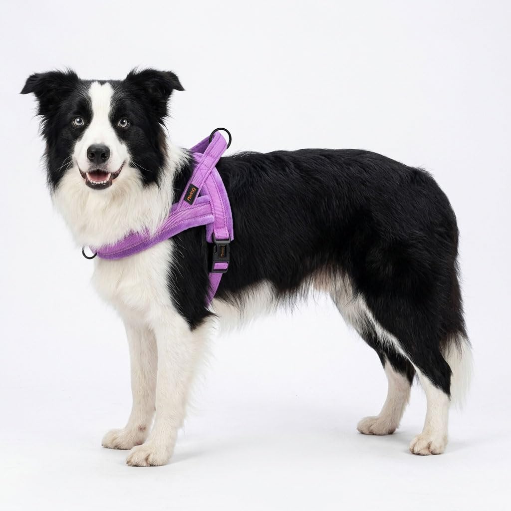 Didog harness quick-fit design with single buckle for easy on/off.