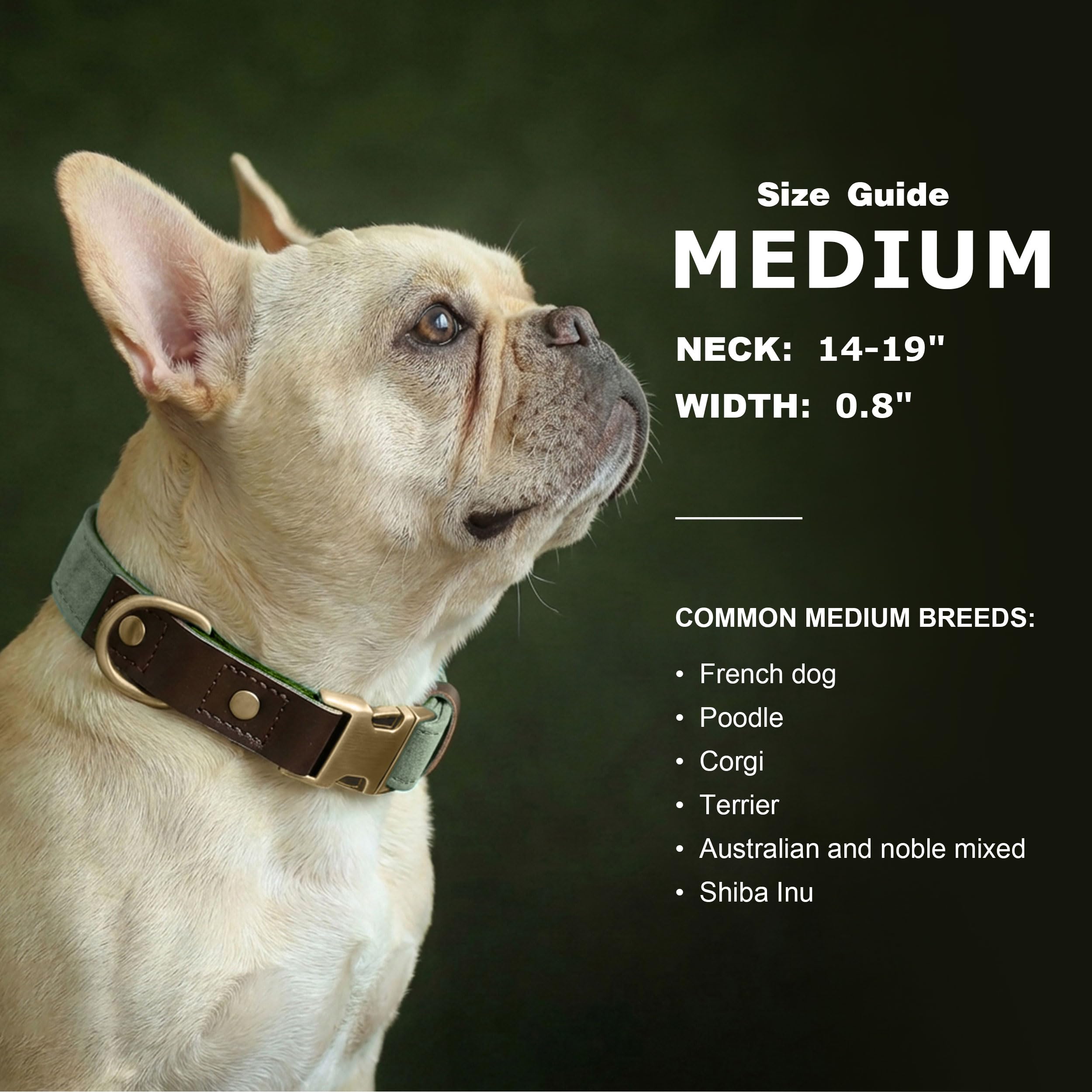 Didog adjustable collar with D-ring ready for leash attachment during walks.