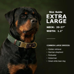 Didog stylish design collar in green for XL size, adding a fashionable touch