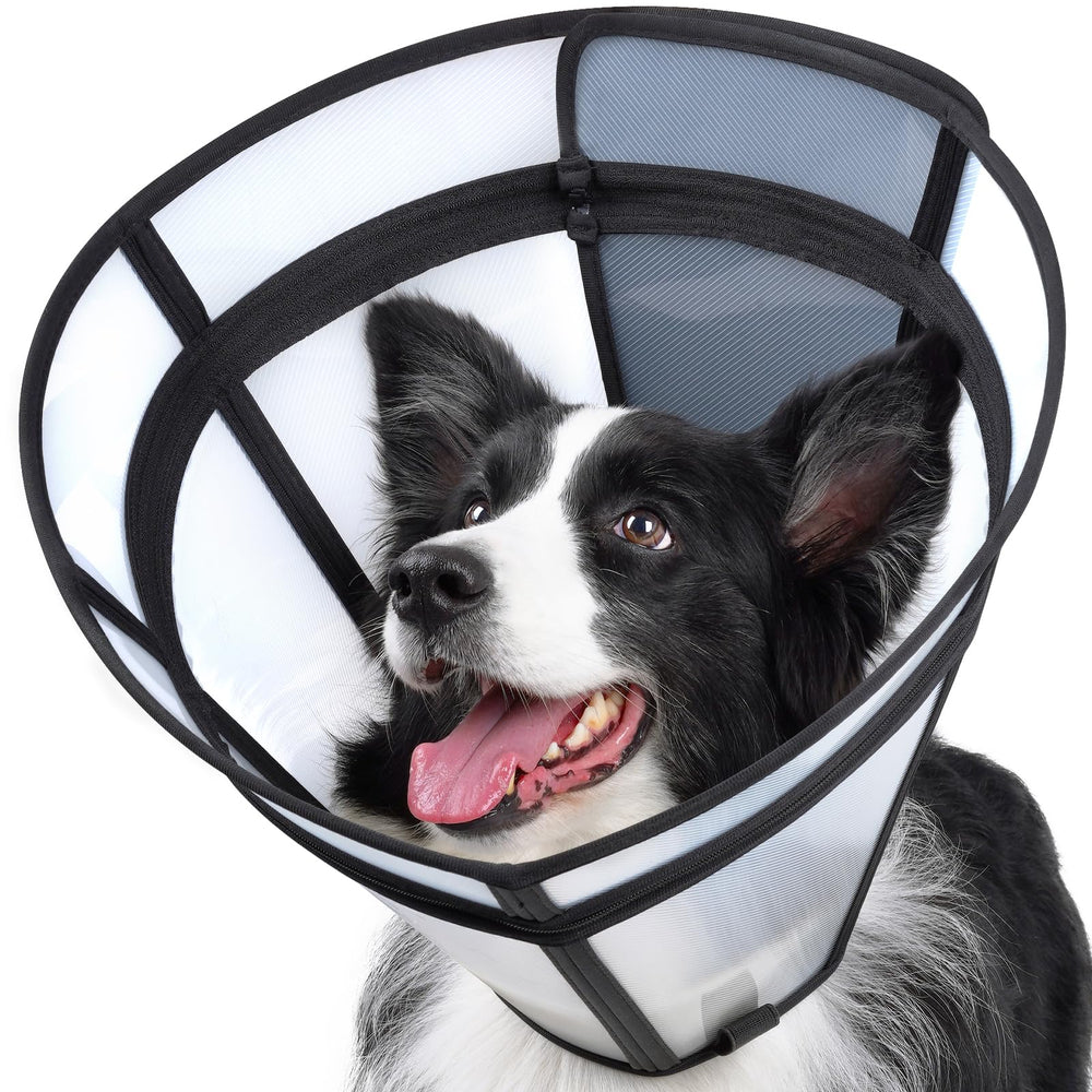 Didopet transparent recovery collar on dog highlighting clear view during healing