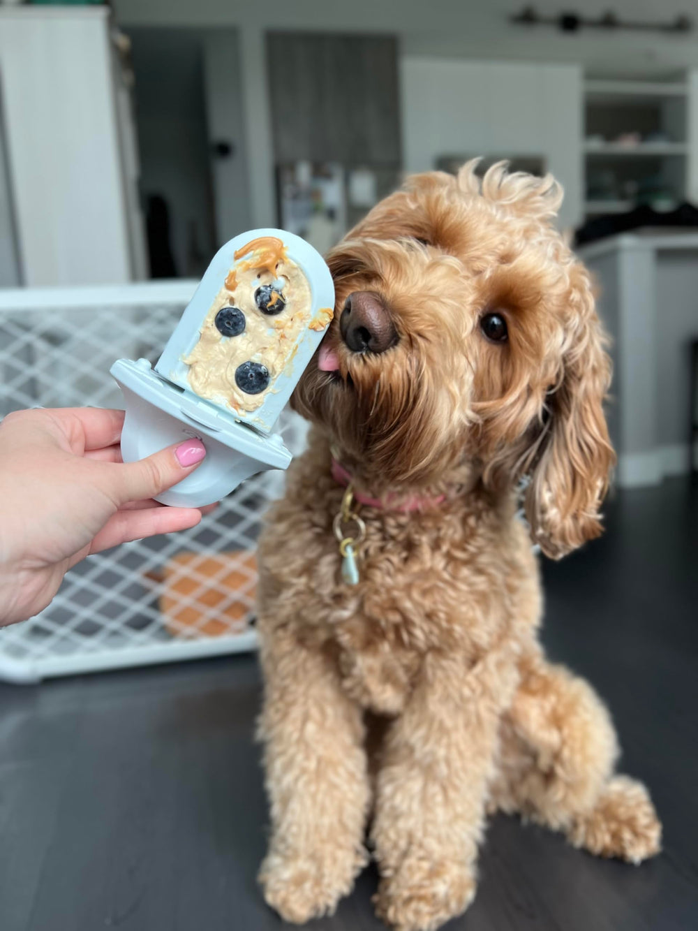 Diggs Groov freezer shell keeps treats cold for longer enrichment sessions.