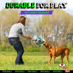 Diman outdoor dog toy on grass or sand for training