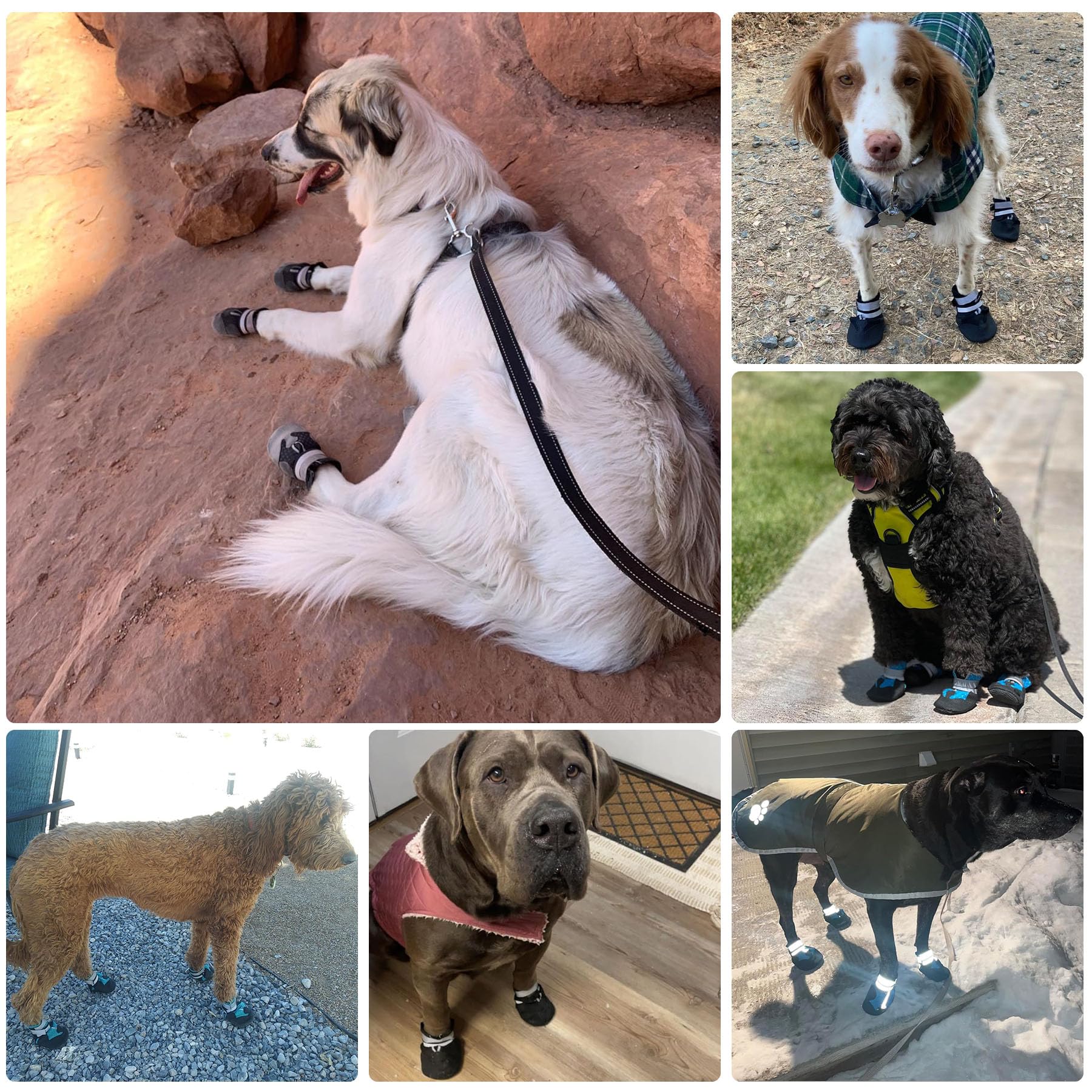 Dimicoo easy-wear booties with adjustable straps stay secure during walks.