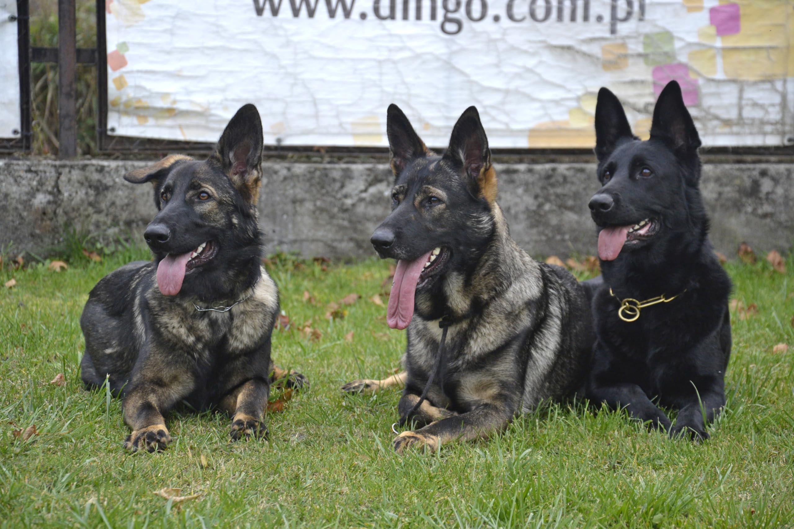 Dingo Gear soft end-cover protecting limiter from movement and wear.