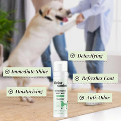 Applying Divine Canine spray to a dog's coat for detangling and deodorizing.